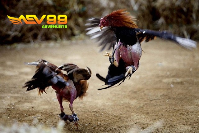 Đá Gà AEV99